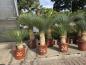 Preview: Yucca-Rostrata-21